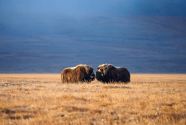 Как мы нашли шпионский буй